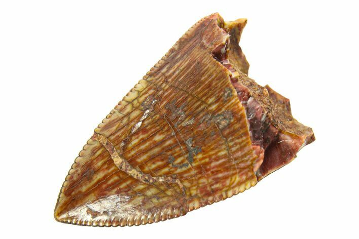 Serrated, Fossil Phytosaur (Redondasaurus) Tooth - New Mexico #294966